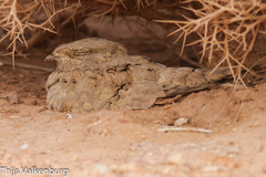 Caprimulgus aegyptius