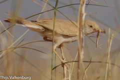 Curruca deserti
