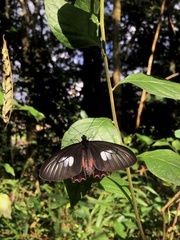 Parides neophilus