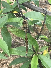 Rhionaeschna marchali