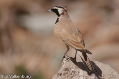 Eremophila bilopha