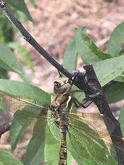 Rhionaeschna marchali