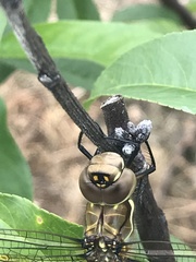 Rhionaeschna marchali