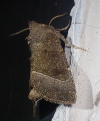 Papaipema nebris