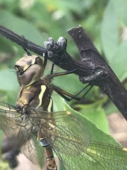 Rhionaeschna marchali