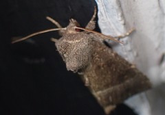 Papaipema nebris