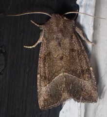 Papaipema nebris