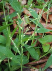 Urochloa ramosa