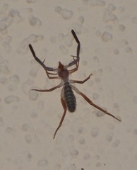 Ammotrechidae