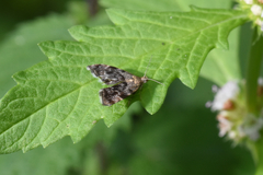 Lepidoptera