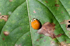 Harmonia axyridis