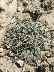 Coryphantha poselgeriana
