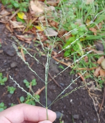Eragrostis cylindriflora