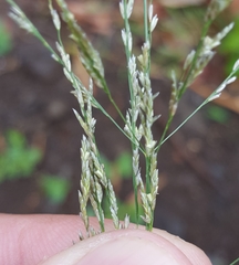 Eragrostis cylindriflora