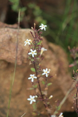 Chaenostoma floribundum
