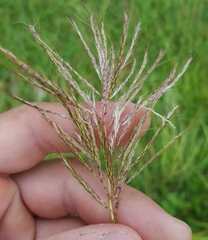 Bothriochloa bladhii