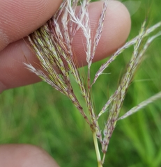 Bothriochloa bladhii