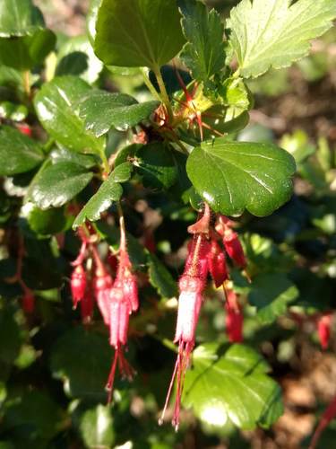 iNaturalist observation photo of Fuchsiaflower Gooseberry
