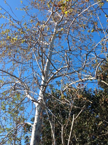 iNaturalist observation photo of western sycamore