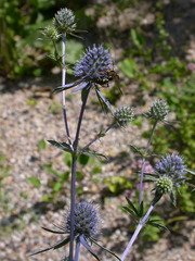 Eryngium planum