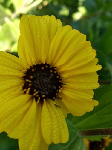 iNaturalist observation photo of California brittlebush