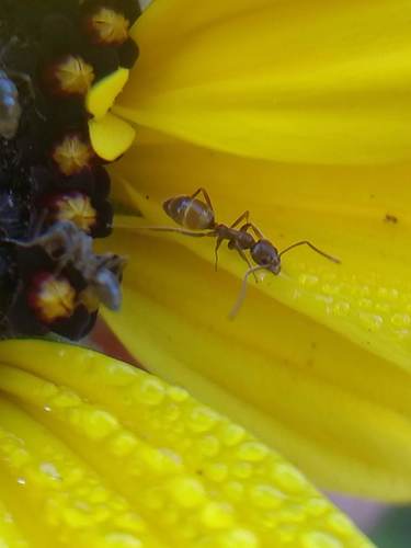 iNaturalist observation photo of Argentine Ant
