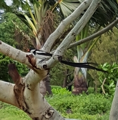 Vidua macroura