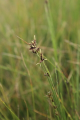 Scleria bulbifera