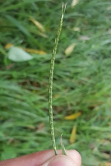 Lepturus radicans