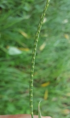 Lepturus radicans