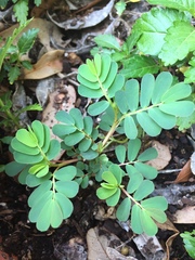 Phyllanthus urinaria