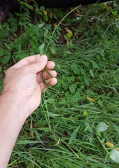 Lepturus radicans