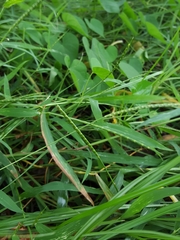 Lepturus radicans