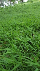 Lepturus radicans