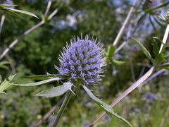 Eryngium planum