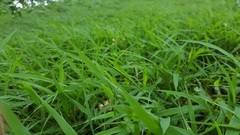 Lepturus radicans