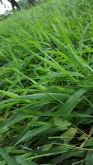 Lepturus radicans