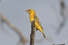 Ploceus cucullatus