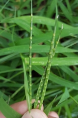 Lepturus radicans