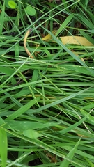 Lepturus radicans