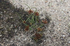 Cyperus rupestris