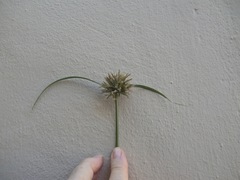 Cyperus brevis