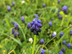 Muscari commutatum