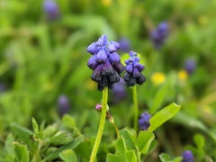 Muscari commutatum