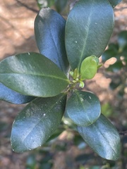 Myrsine cubana