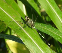 Orthetrum sabina