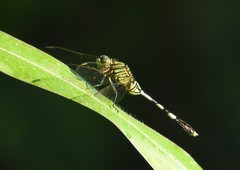 Orthetrum sabina