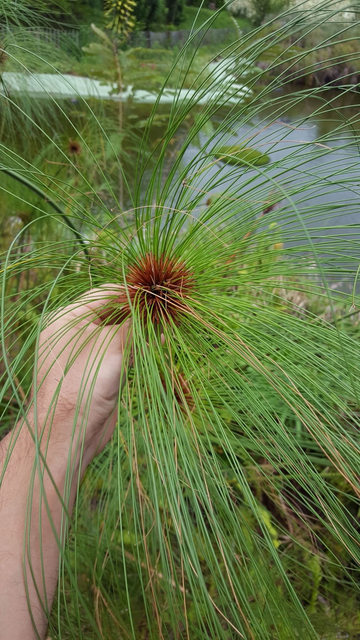(c) François Rousseu, certains droits réservés (CC BY-NC) https://www.inaturalist.org/observations/107116252