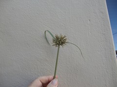 Cyperus brevis