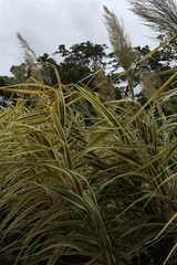 Arundo donax